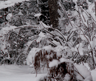 Snöig skog